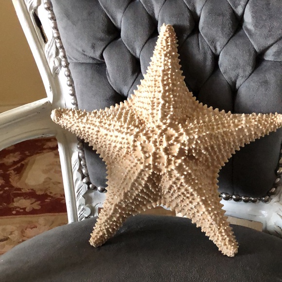 Large natural starfish - Picture 7 of 8